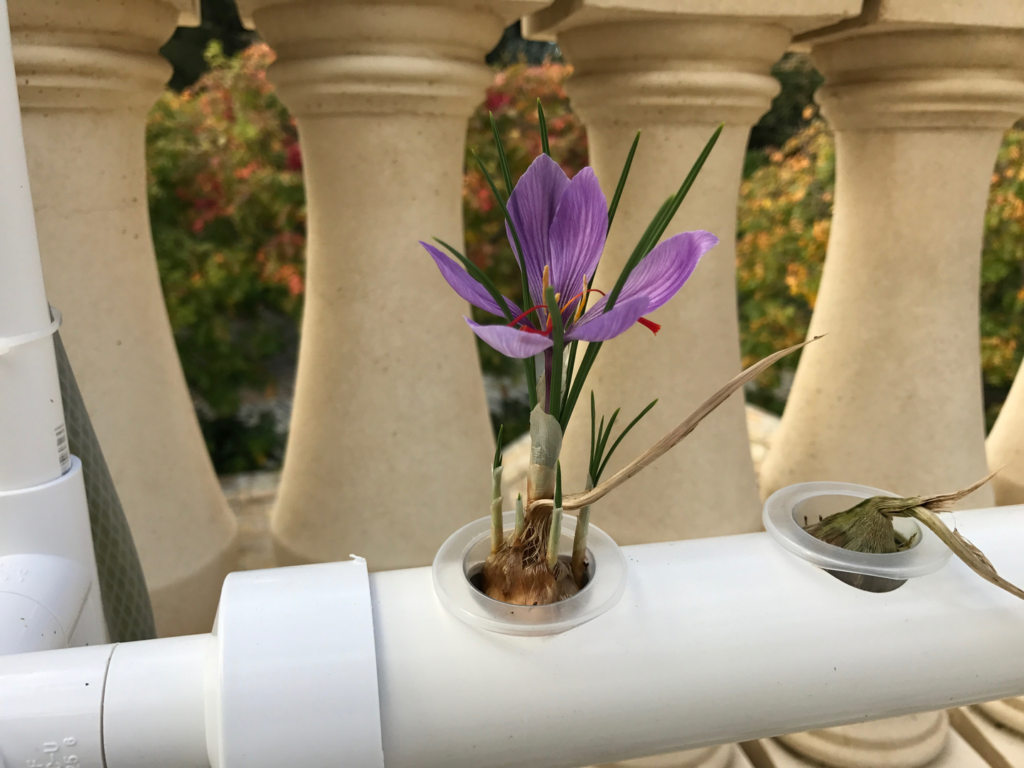 Escolha Rizomas Frescos e Cheios de Vida - inspiração 2