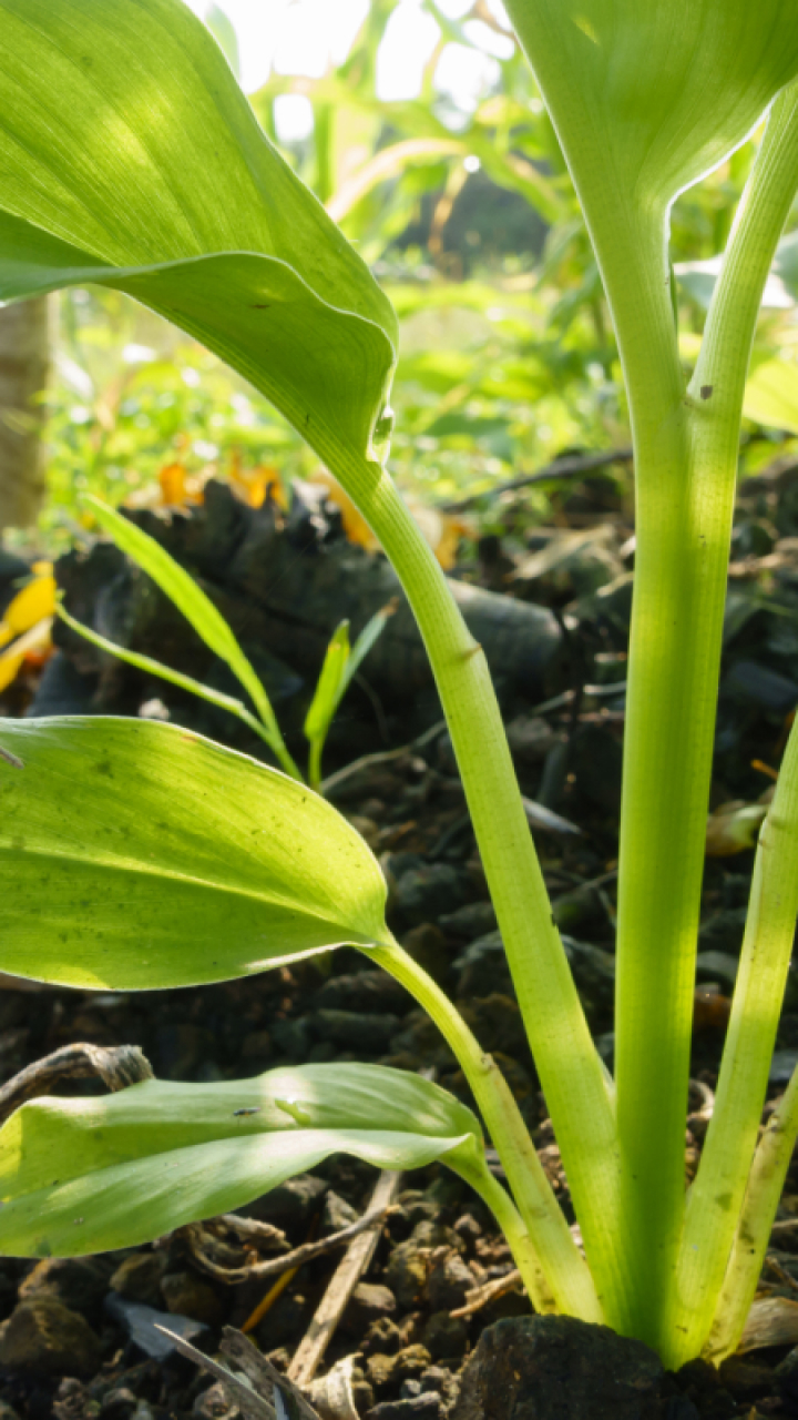 Prepare-se Para Colher: Suspenda a Rega Antes da Retirada - inspiração 1