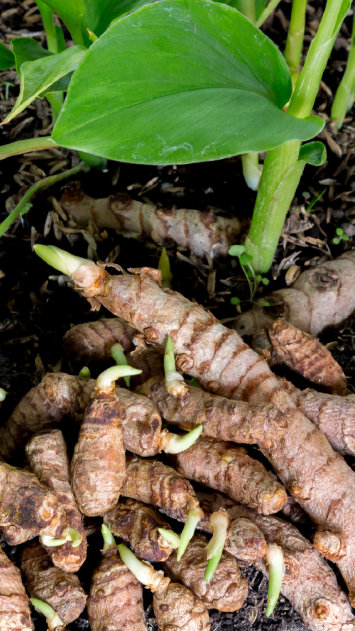 Prepare-se Para Colher: Suspenda a Rega Antes da Retirada - inspiração 3
