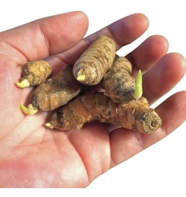 Plante com Carinho, Respeitando a Profundidade - inspiração 1