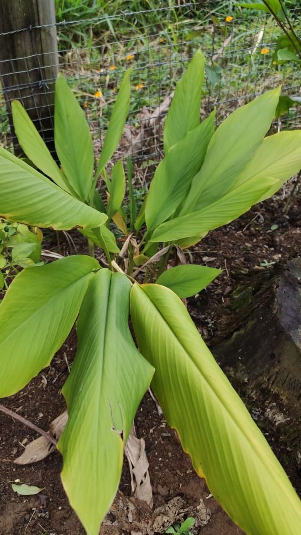 Regue com Atenção, Mantendo a Umidade Ideal - inspiração 2