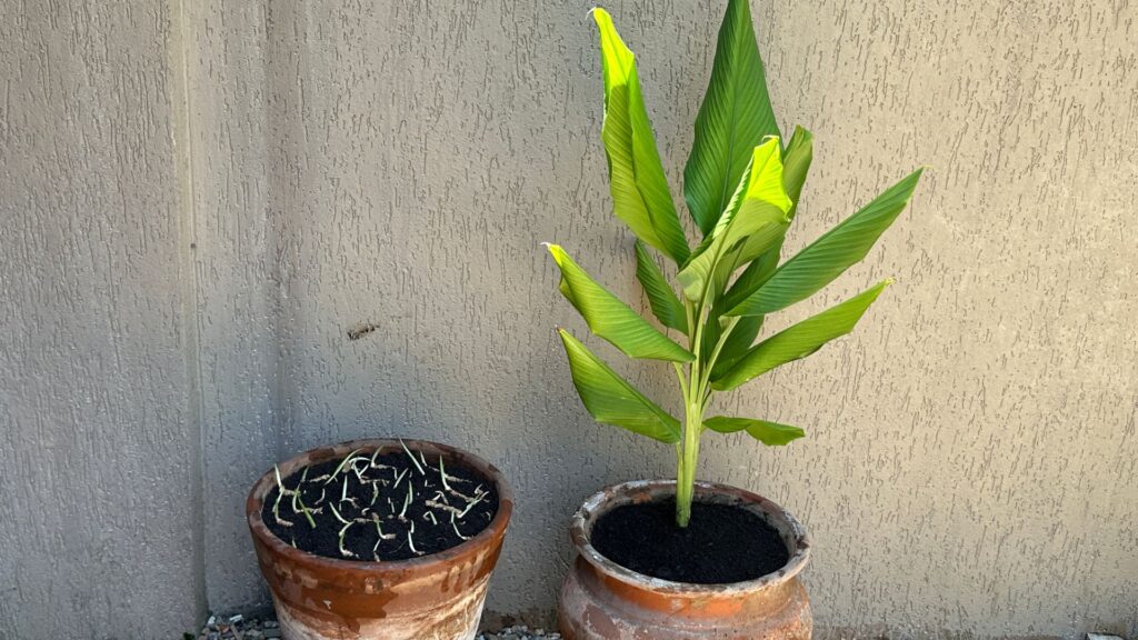 Nutra com Amor: Adubação Mensal Para um Crescimento Forte - inspiração 3