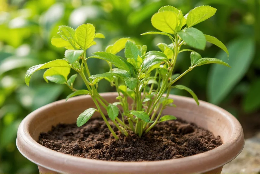 Observe os Sinais: Folhas Secas Indicam Maturidade - inspiração 1