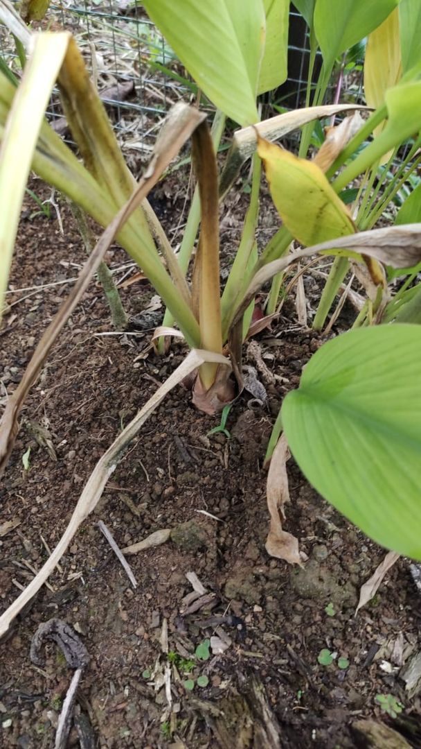 Observe os Sinais: Folhas Secas Indicam Maturidade - inspiração 2