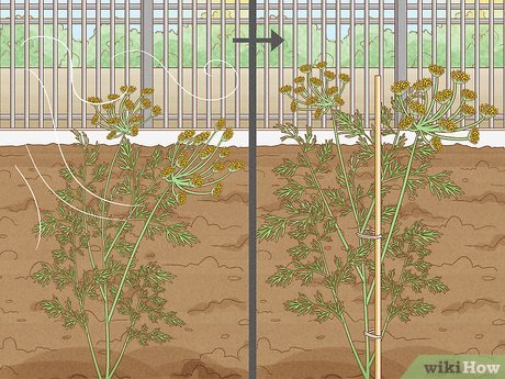 Escolha da Melhor Época Para o Plantio - inspiração 3