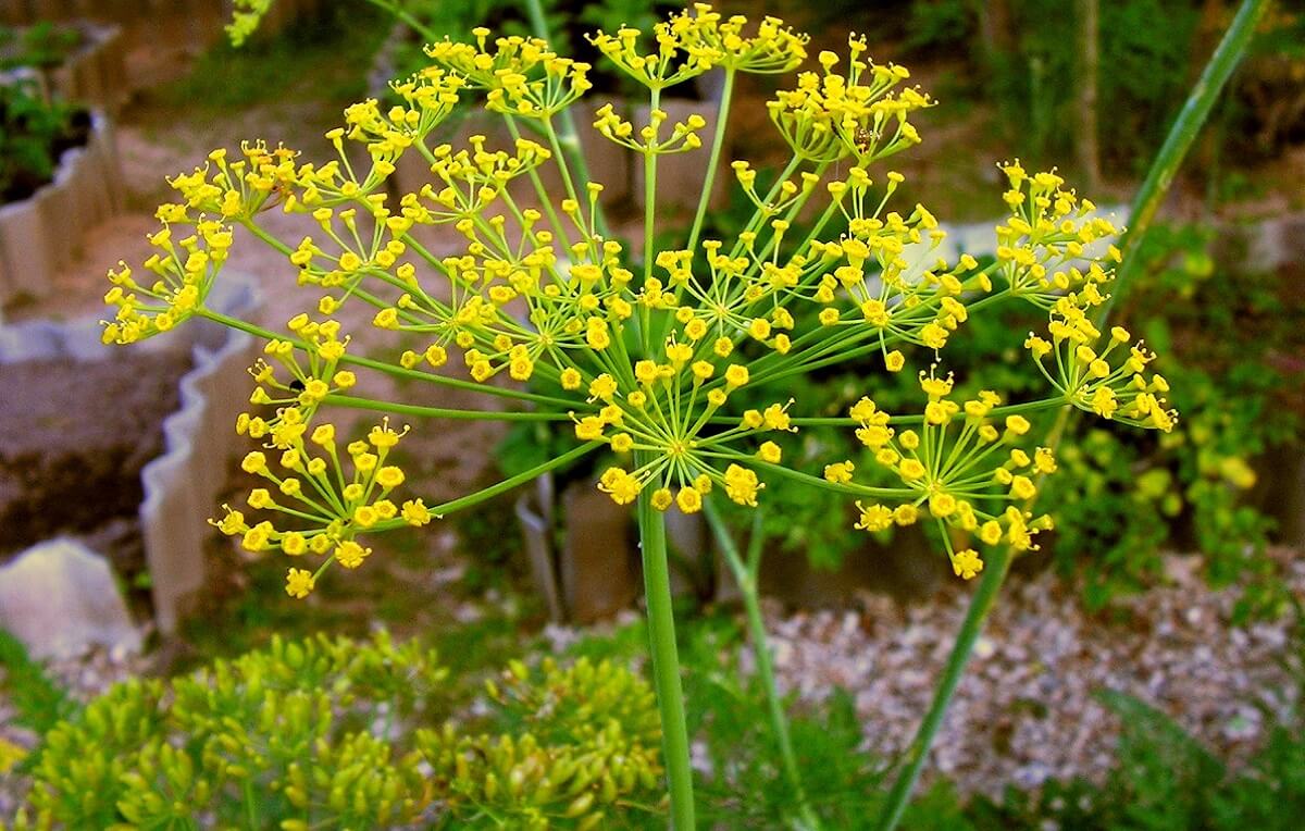 Como Escolher o Vaso Ideal Para o Seu Endro - inspiração 2