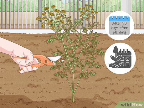 Como Escolher o Vaso Ideal Para o Seu Endro - inspiração 3