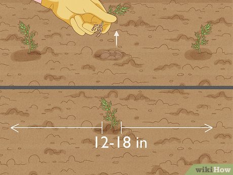Iluminação Ideal: Sol na Dose Certa Para o Seu Endro - inspiração 2