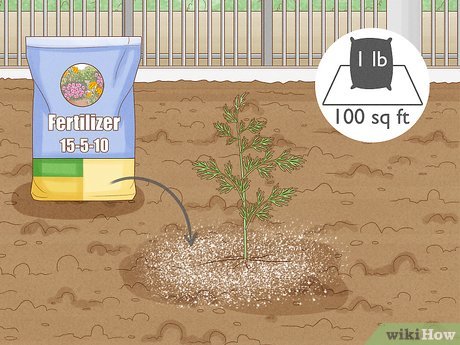 Poda Estratégica: Estimule o Crescimento e a Beleza - inspiração 1