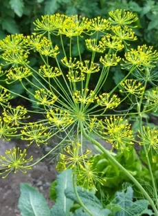 Poda Estratégica: Estimule o Crescimento e a Beleza - inspiração 3