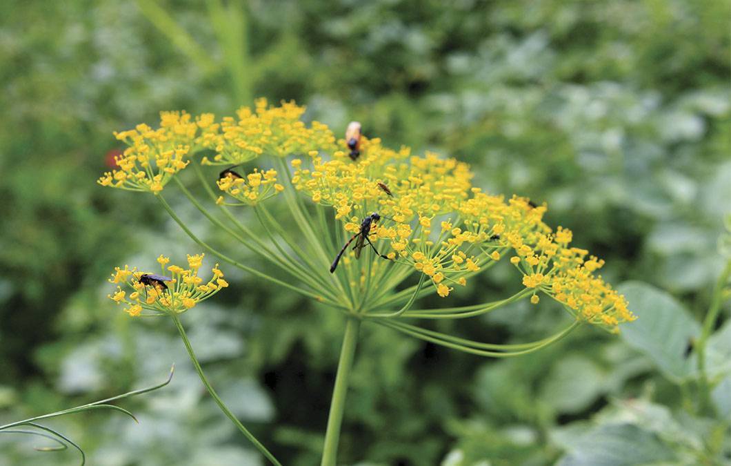 Colheita Inteligente das Folhas: Aproveite ao Máximo - inspiração 3