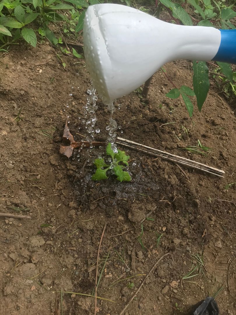 Escolha a variedade certa para sua região - inspiração 1