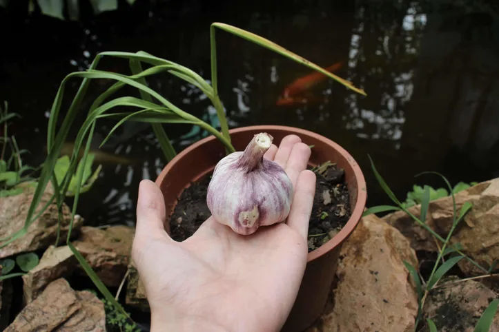 Escolha a variedade certa para sua região - inspiração 2