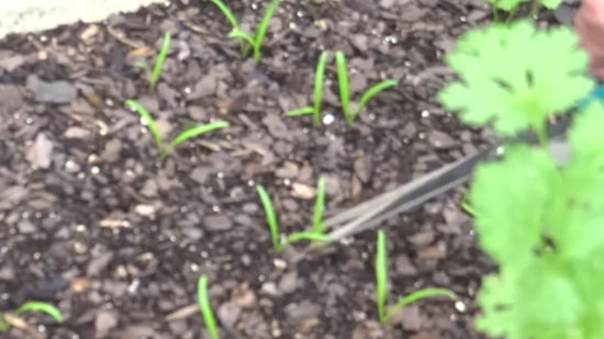 Aproveite cada folha: ideias criativas na cozinha - inspiração 1