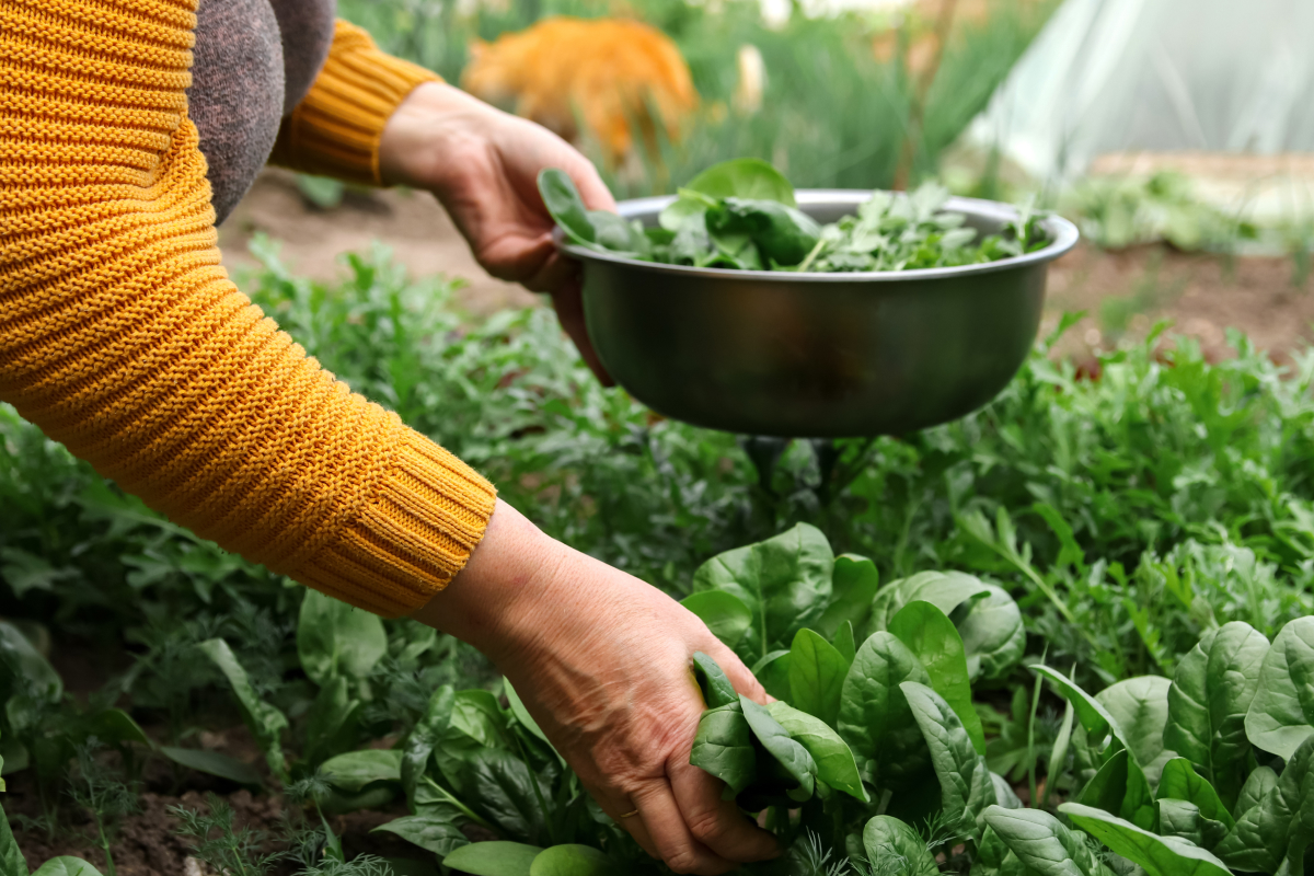 Aproveite cada folha: ideias criativas na cozinha - inspiração 2