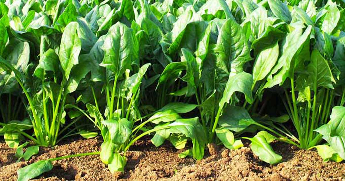 Domine a arte da semeadura perfeita - inspiração 1