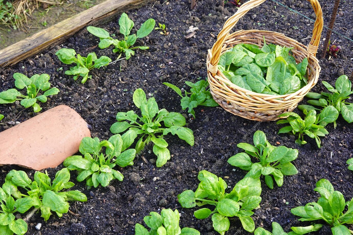 Domine a arte da semeadura perfeita - inspiração 2