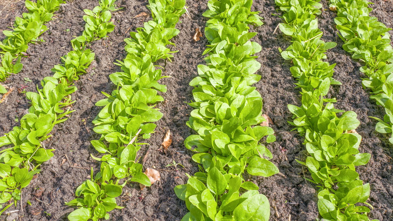 Saiba quando e como colher para um sabor incrível - inspiração 1