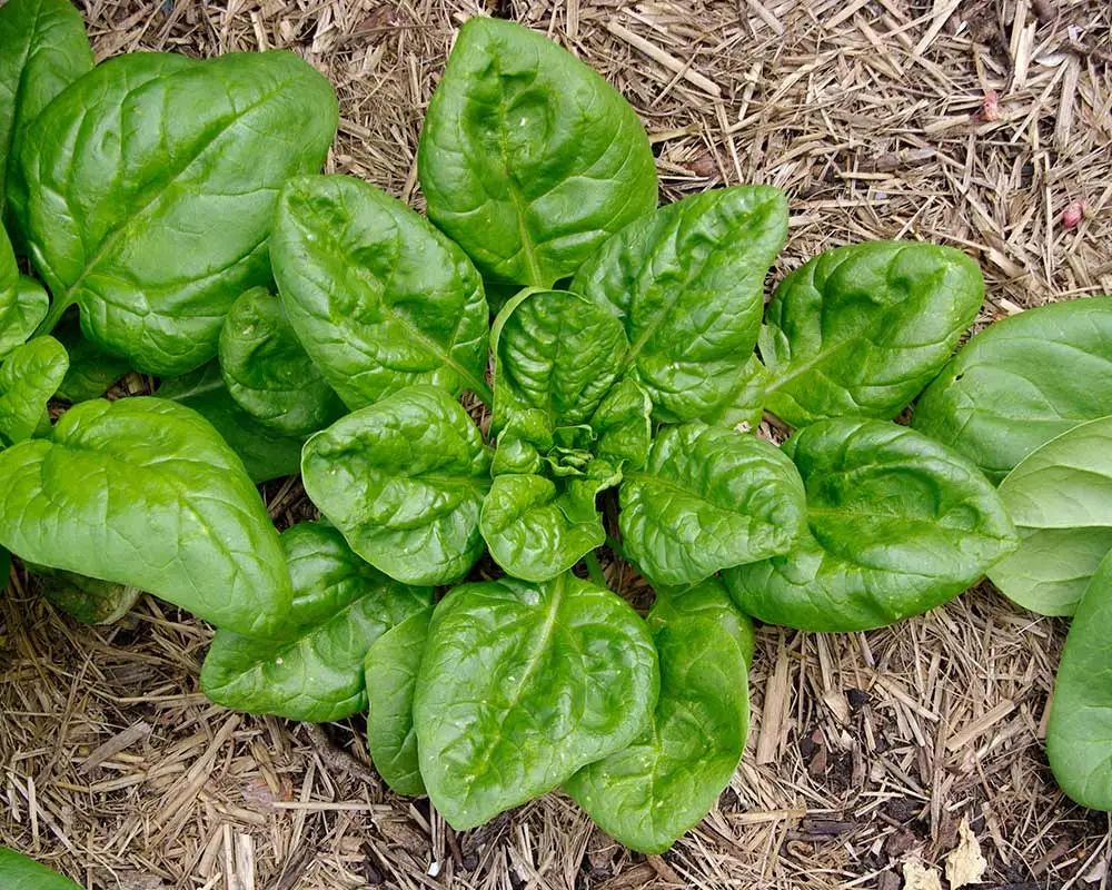 Prolongue a vida útil do seu espinafre com a poda certa - inspiração 1