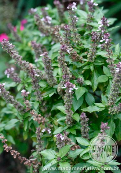 Manjericão no Apartamento vs. Quintal: Adapte os Cuidados ao Seu Espaço - inspiração 1