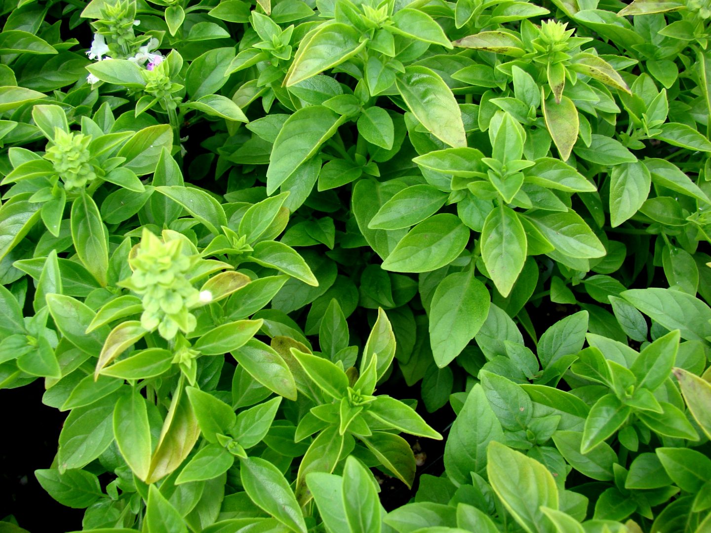 O Vaso Ideal: Tamanho, Material e Drenagem para Raízes Felizes - inspiração 1