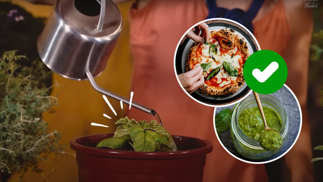 O Vaso Ideal: Tamanho, Material e Drenagem para Raízes Felizes - inspiração 2