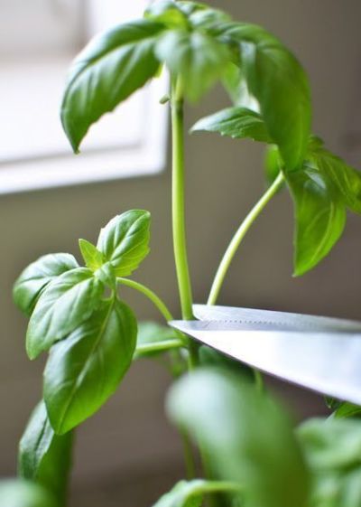 Prepare o Solo Perfeito: A Receita Caseira para um Manjericão Nutrido - inspiração 3