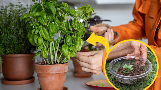 Rega na Medida Certa: Descubra o Segredo para Evitar o Encharcamento - inspiração 1