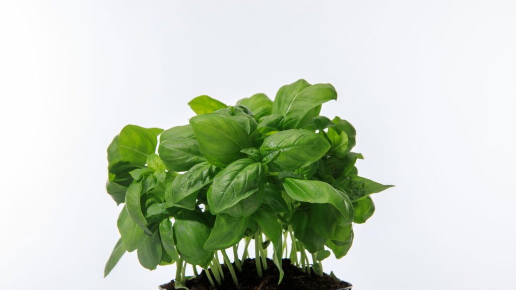 Poda Estratégica: Como Beliscar e Cortar para um Crescimento Exuberante - inspiração 1