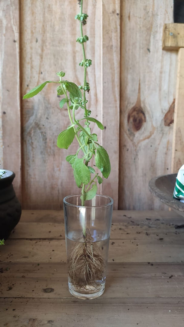 Poda Estratégica: Como Beliscar e Cortar para um Crescimento Exuberante - inspiração 3