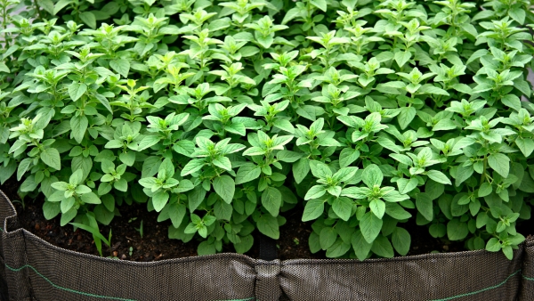 Xô, Pragas! Identifique e Combata os Inimigos do Seu Manjericão - inspiração 3