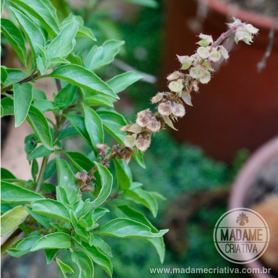 Atenção à Temperatura: Proteja Seu Manjericão do Frio e das Correntes de Ar - inspiração 1