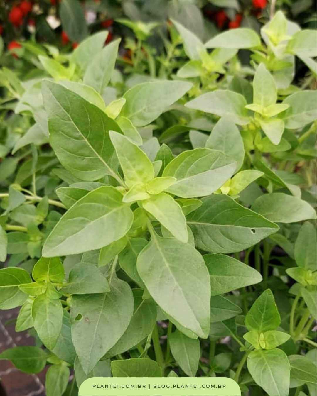 Atenção à Temperatura: Proteja Seu Manjericão do Frio e das Correntes de Ar - inspiração 3
