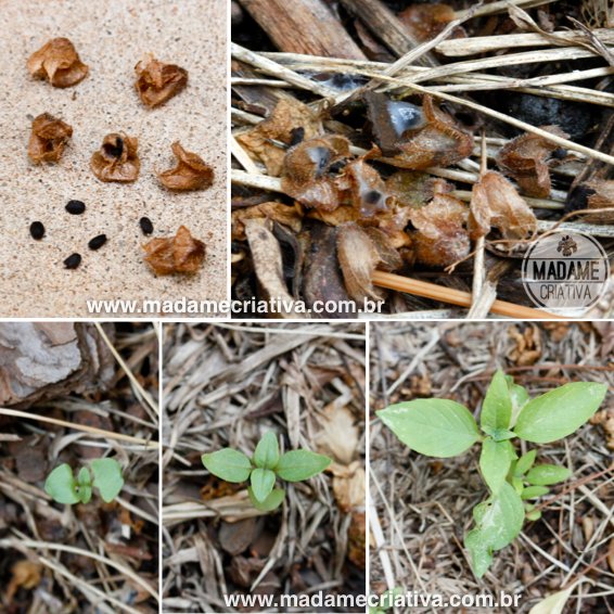 Colheita Inteligente: Aprenda a Retirar as Folhas Sem Prejudicar a Planta - inspiração 3