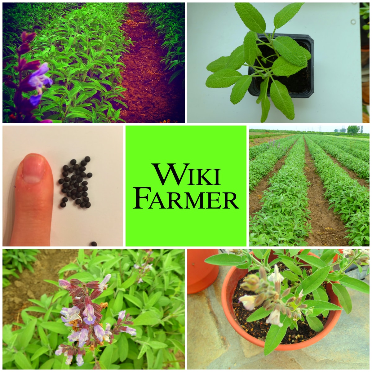 Escolha da Variedade Perfeita: Qual Sálvia Combina Com Você? - inspiração 2