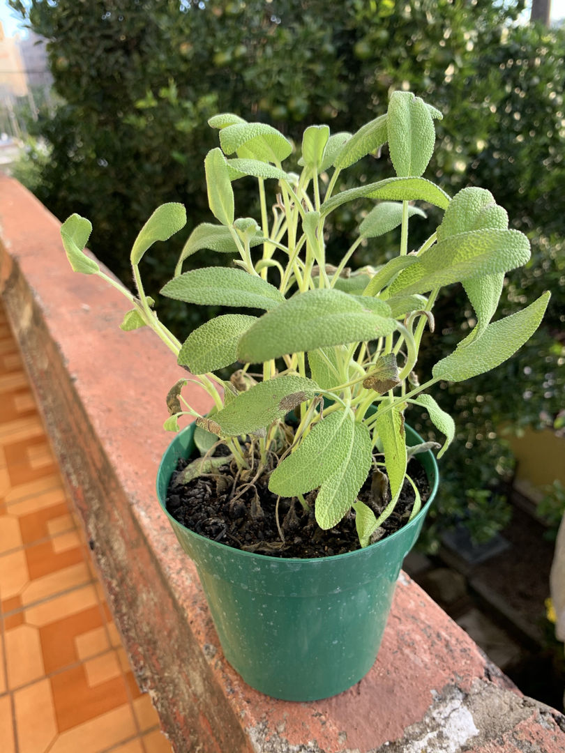 Escolha da Variedade Perfeita: Qual Sálvia Combina Com Você? - inspiração 3