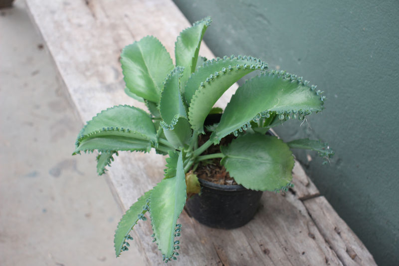 Sálvia no Dia a Dia: Ideias Criativas Para Usar e Desfrutar - inspiração 1