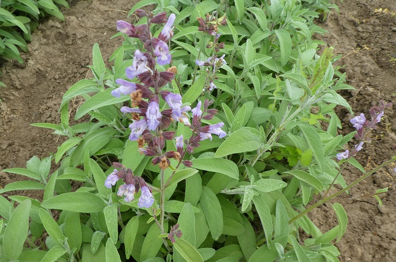 Prepare o Solo dos Sonhos: O Segredo Para Raízes Felizes - inspiração 1