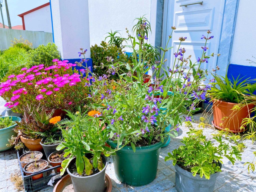 Iluminação Sob Medida: A Dose Certa de Sol Para Sua Sálvia - inspiração 1