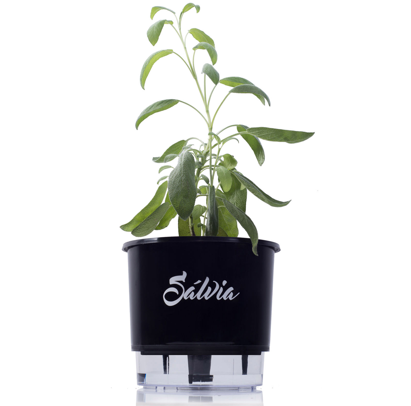 Iluminação Sob Medida: A Dose Certa de Sol Para Sua Sálvia - inspiração 2