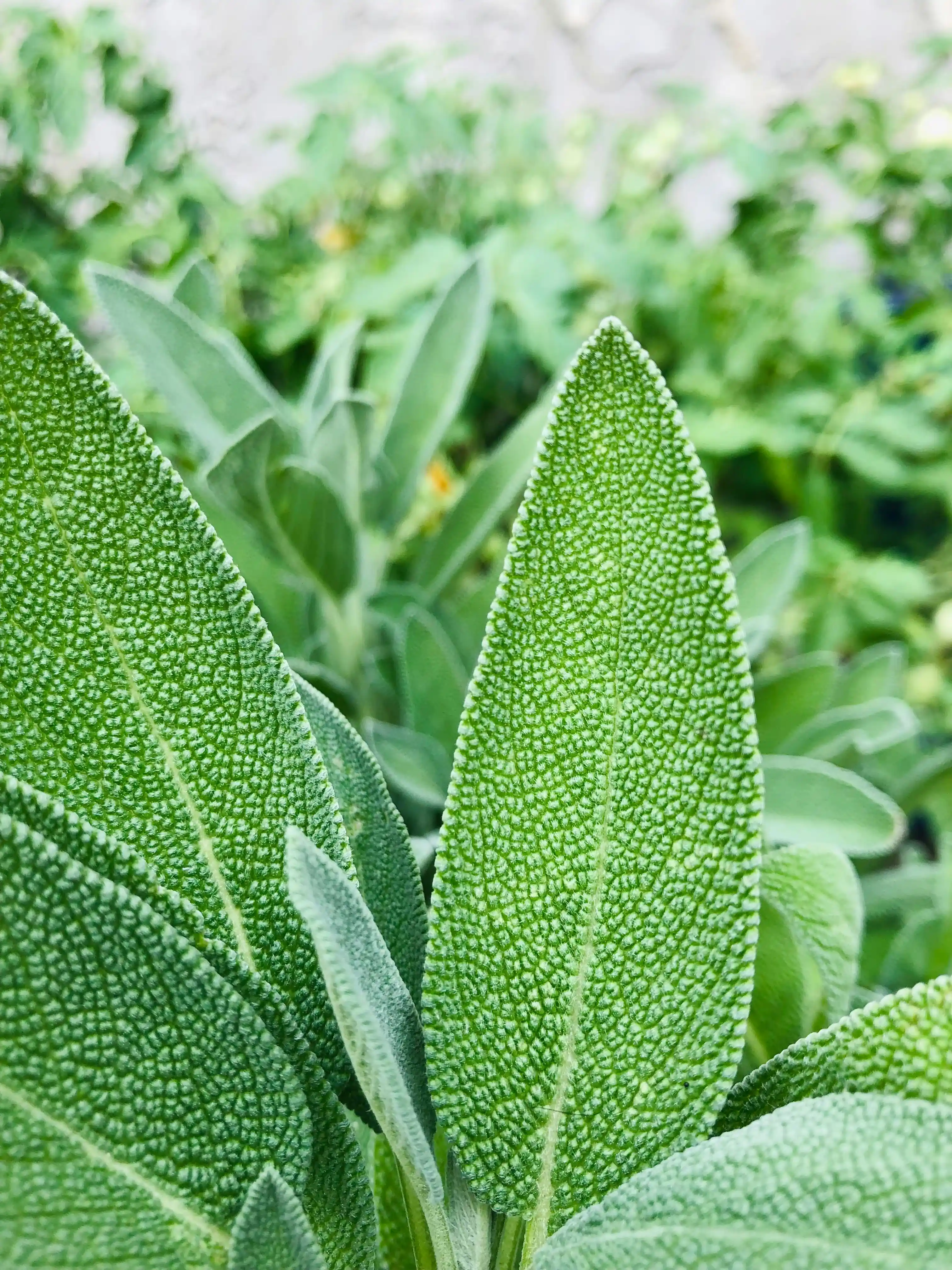 Rega Inteligente: Hidratação Na Medida Certa, Sem Afogamento - inspiração 2