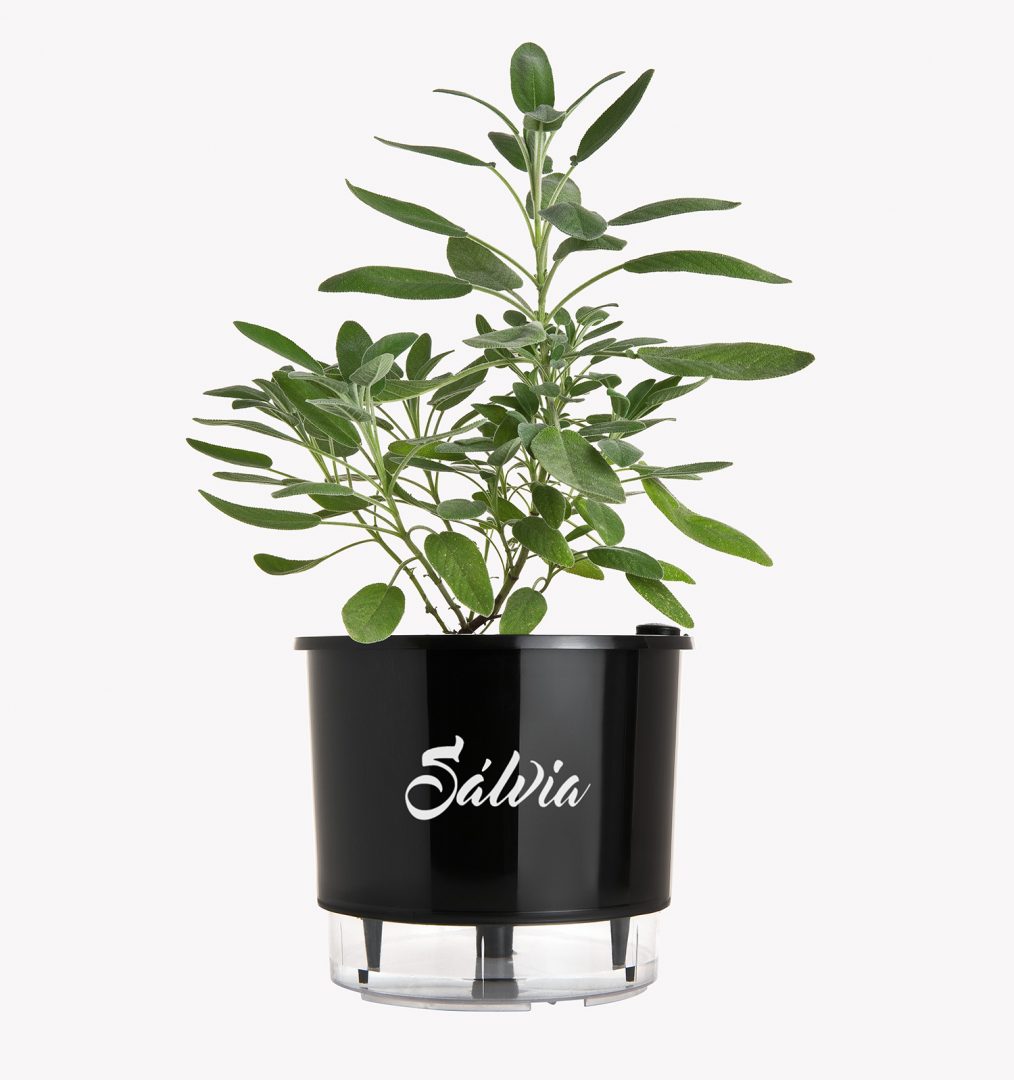 Nutrição Poderosa: Adubação Caseira Para Um Crescimento Explosivo - inspiração 1