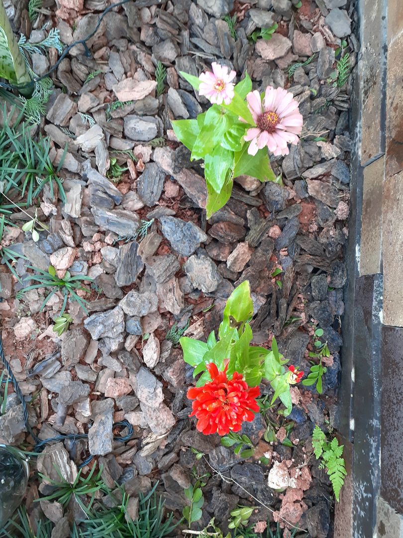 Propagação Sem Mistério: Multiplique Suas Mudas Facilmente - inspiração 2