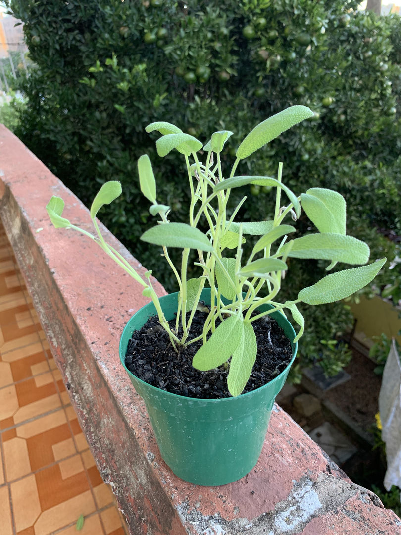 Poda Estratégica: Estimule a Floração e Mantenha a Forma - inspiração 1