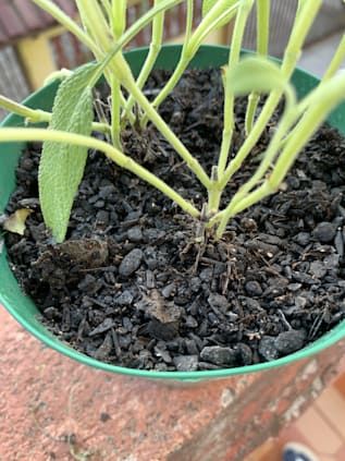 Proteção Natural: Diga Adeus às Pragas Com Soluções Orgânicas - inspiração 3