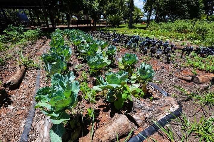 Adubação Turbinada: Nutrientes Orgânicos para um Crescimento Explosivo - inspiração 3