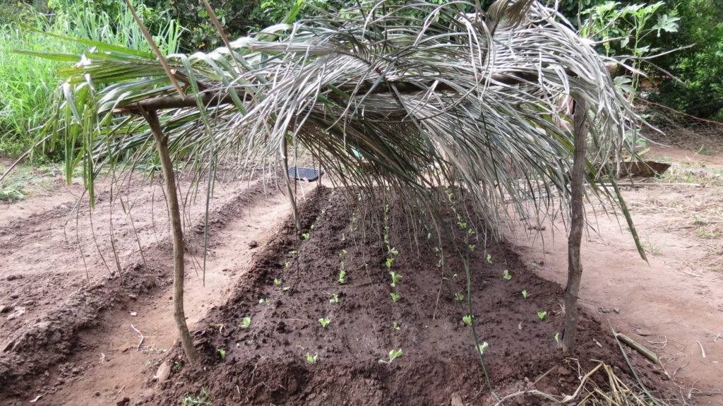 Húmus de Minhoca: O Segredo para um Solo Rico e Cheio de Vida - inspiração 1