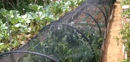 Húmus de Minhoca: O Segredo para um Solo Rico e Cheio de Vida - inspiração 3