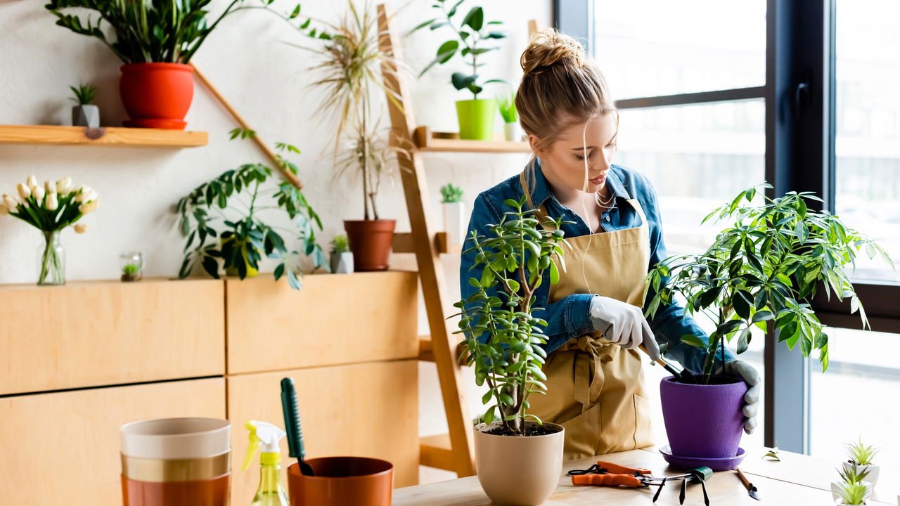 Excesso de Adubação: Menos é Mais! - inspiração 2