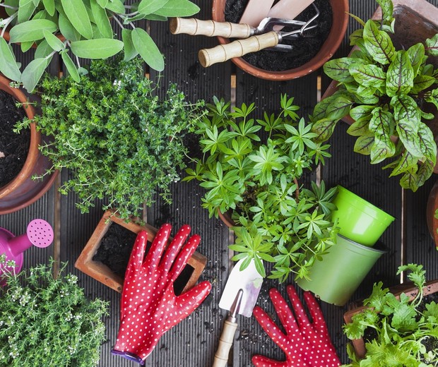 Estaquia Simplificada: O Guia do Galho Perfeito - inspiração 3